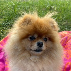 Meet your Posher, Rachel